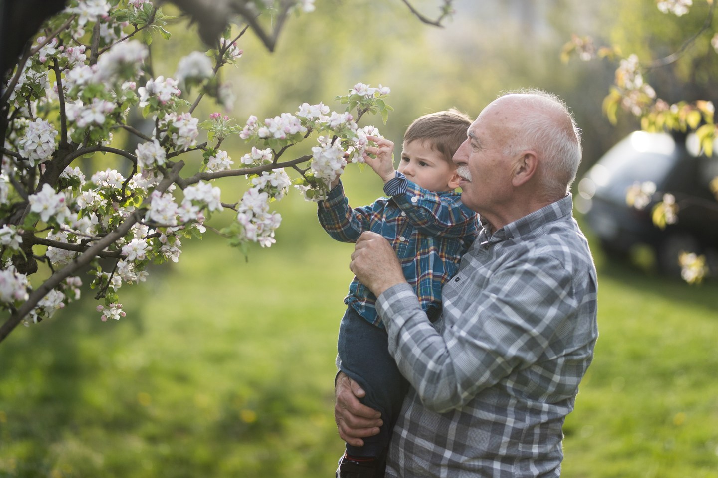 Blooming orchard