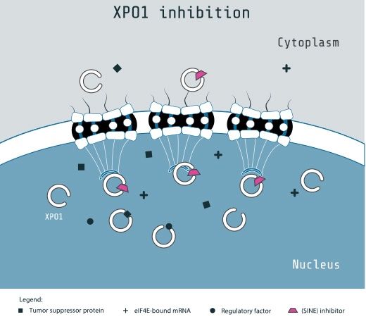 Inhibition