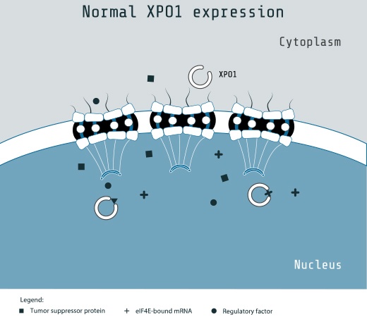 Normal XPO1 Expression