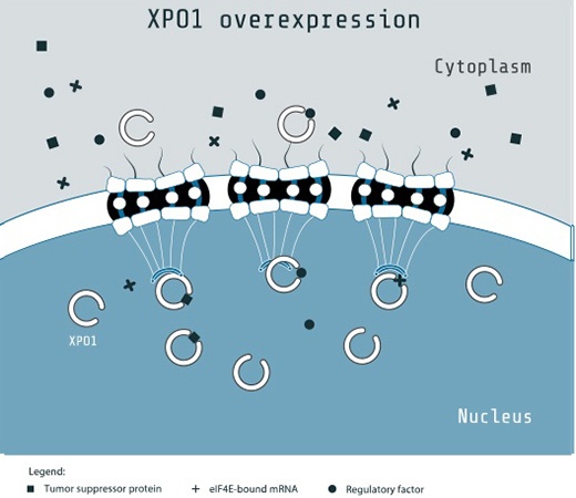 Overexpression